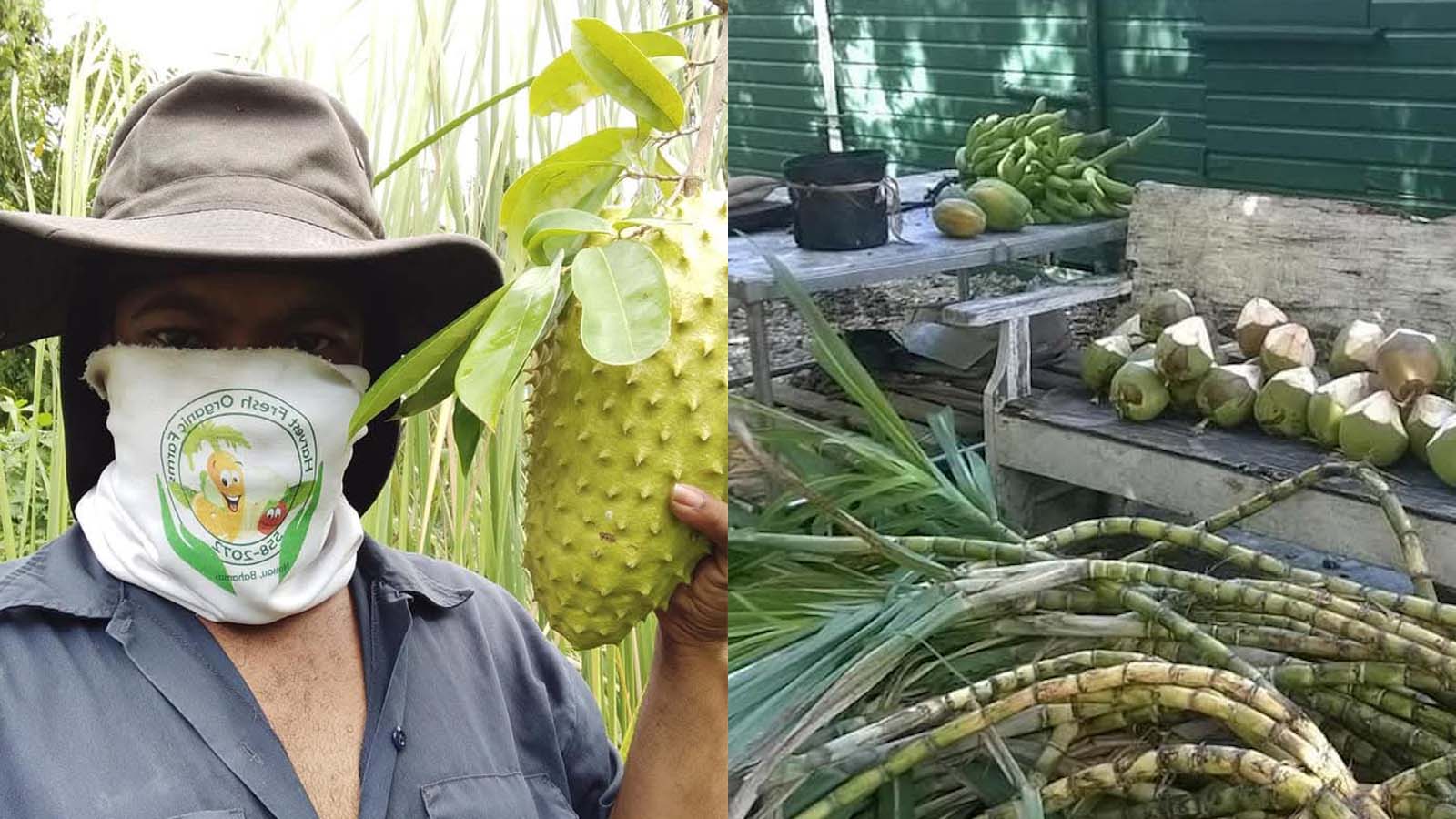 Harvest Fresh Organic Farms — photo 1