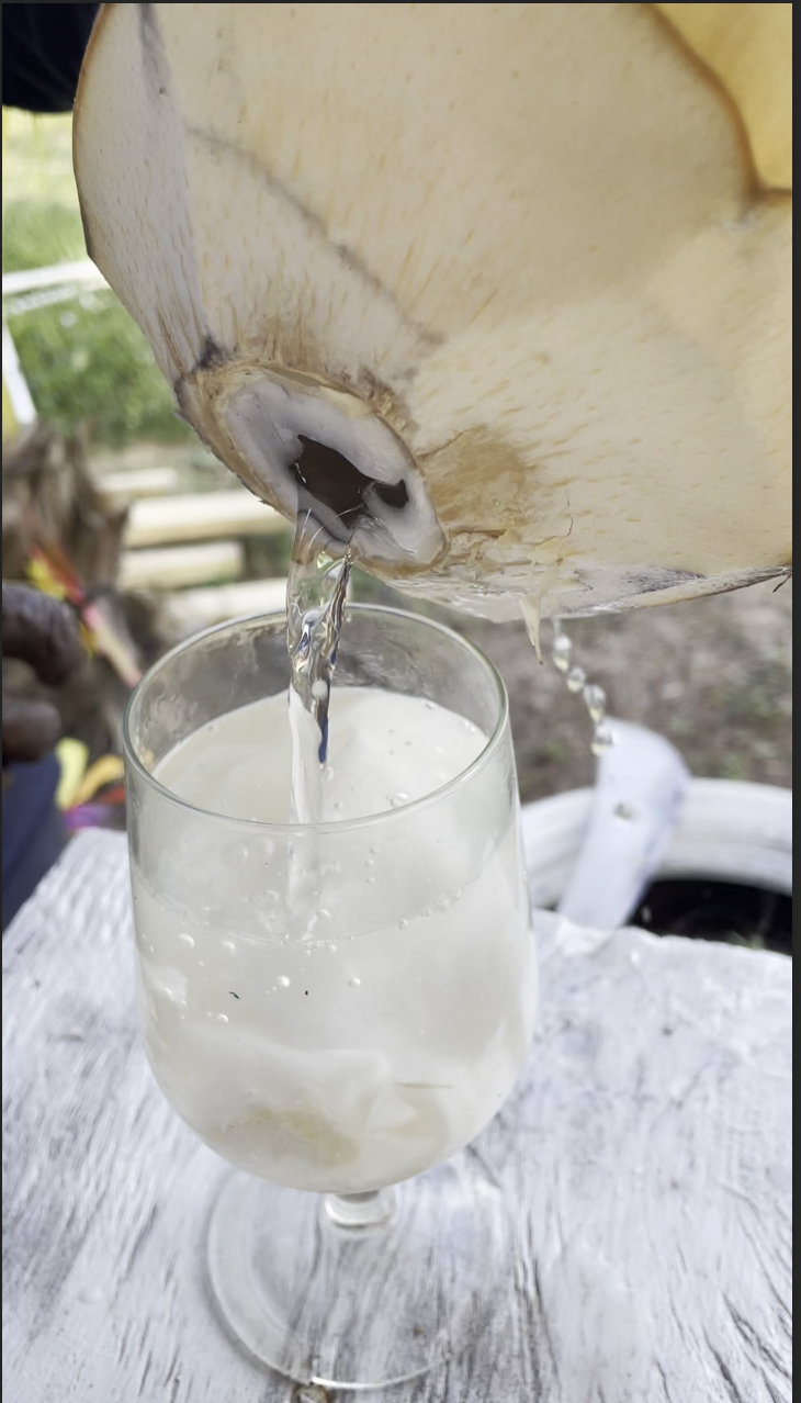 HomeAway Coconut Farm — photo 3