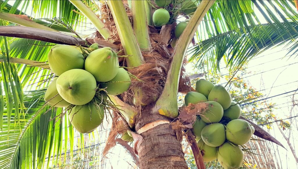 HomeAway Coconut Farm