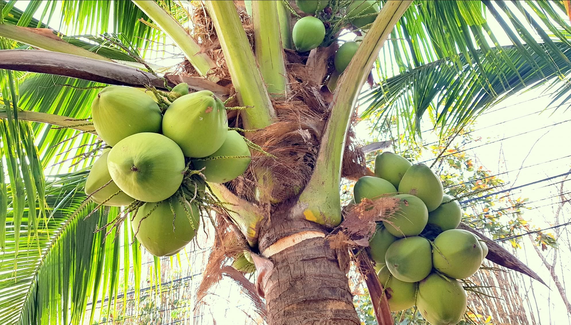 HomeAway Coconut Farm — photo 1